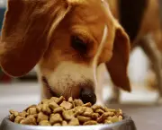 Alimentos Para Gatos e Cães (17)